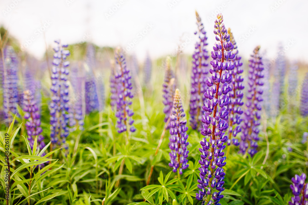 Obraz premium Wild-growing purple flowers of a lupine in the summer field.