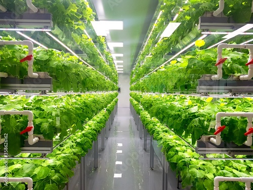 Fresh Vegetables are growing in indoor farm/vertical farm. photo