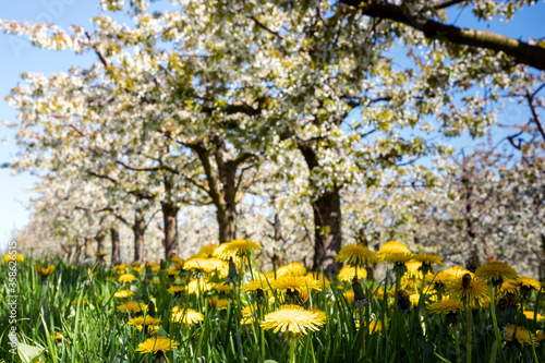 Fototapeta Naklejka Na Ścianę i Meble -  Cherry tree blossom near Ockstadt