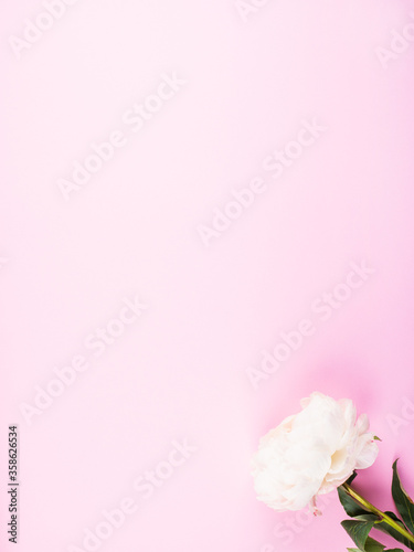 Beautiful white peony on pink background. Flat lay mockup