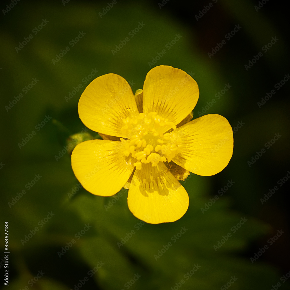 Yellow buttercup in a forest clearing