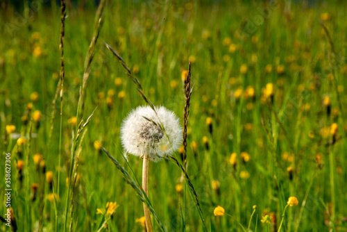 dandelion in the grass