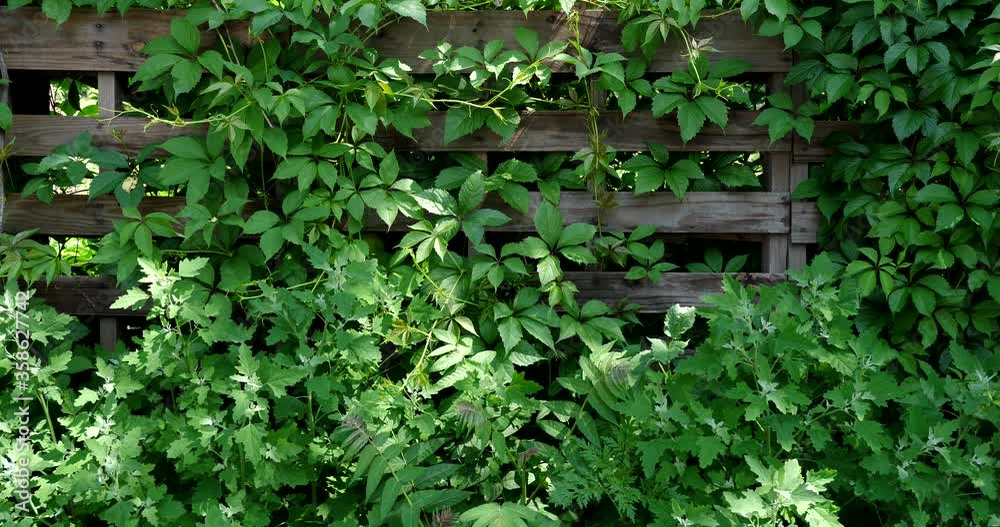 Ivy grows in a summer garden on a wooden fence. green leaves . Natural hedge