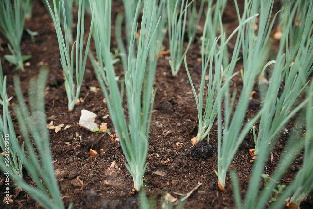 Obraz premium Closeup stalks of green onions growing out of the ground. Macro shot of plants in nature.