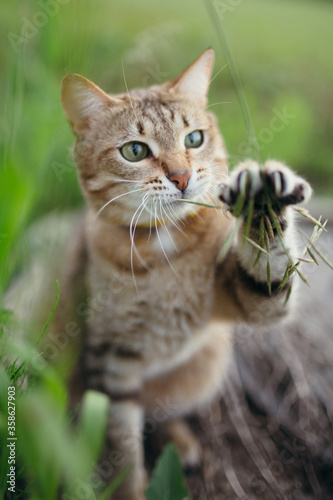Shorthair American cat breed. The cat plays with a blade of grass in nature and spread its claws.