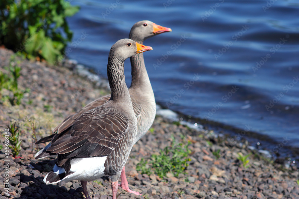 Obraz premium goose on the beach