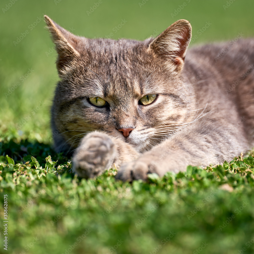 Portrait of a gray cat on the grass