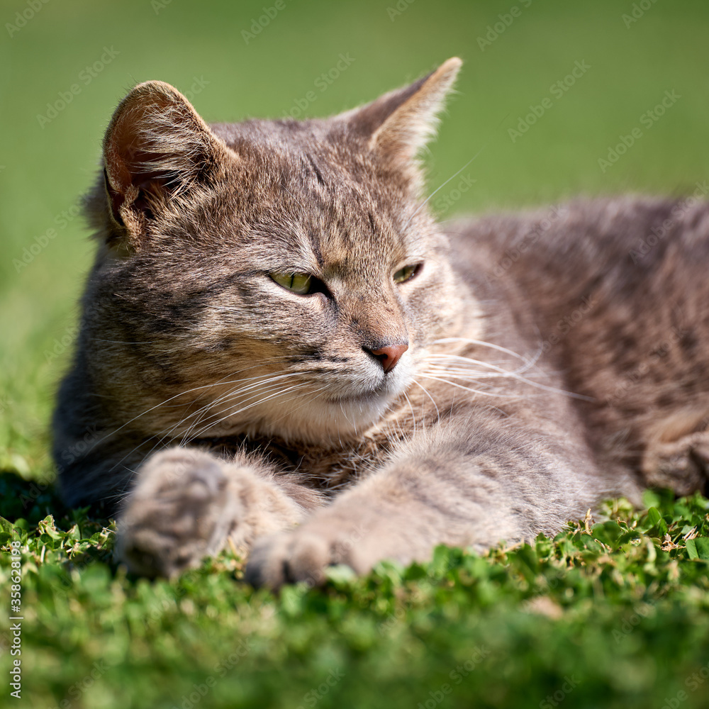 Portrait of a gray cat on the grass