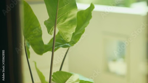Establish shot of a green plant on the balcony 4k 30fps