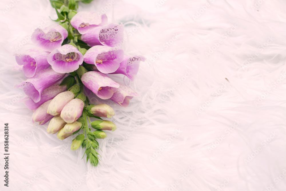 Closeup foxglove, lady glove violet lilac plant on white fur background.