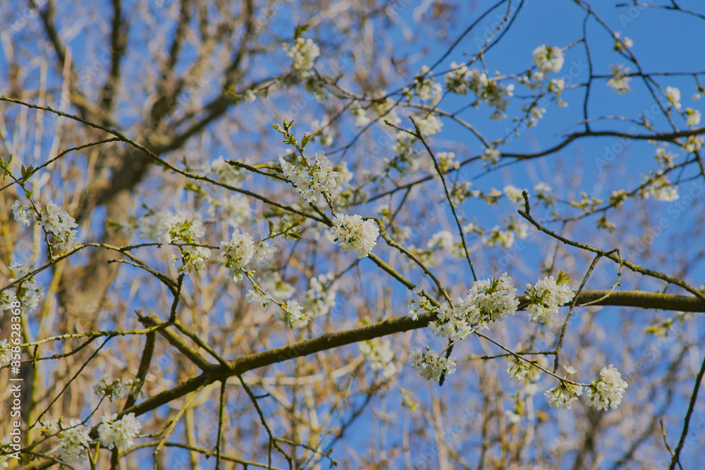 Blossom tree branches and flower against blue sky. Blossom tree branches and flower against blue sky.