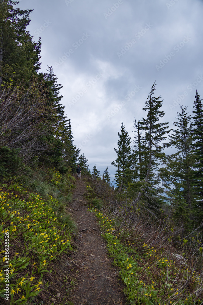 Glacier Lilies along side a hiking trail