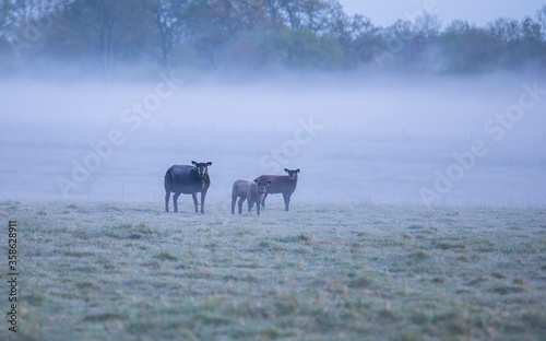 family of black sheep on misty pasture