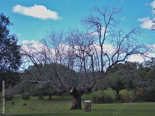 Gigantic oak in the pasture of Montehermoso photo