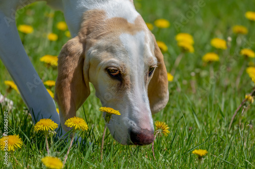 Close up view of a Porcelaine dogs head and eyes following a scent in a dandelion field.  