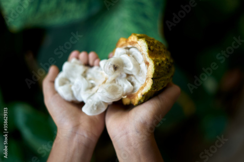 Hands holding Fresh Cocoa fruit with green leaves background