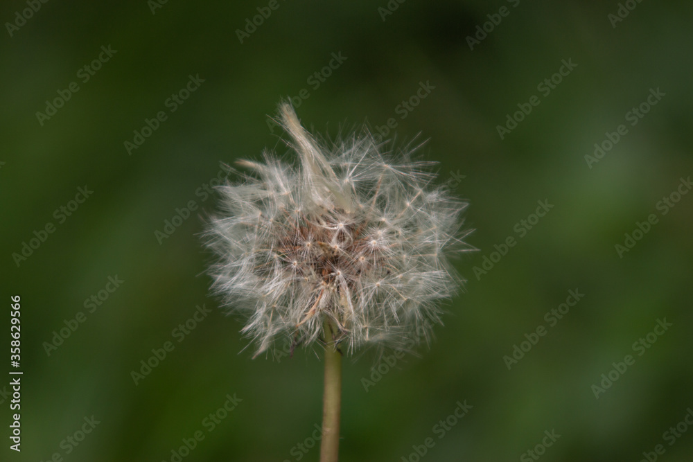 summer plants a dandelion. on a summer meadow in the Russian Federation