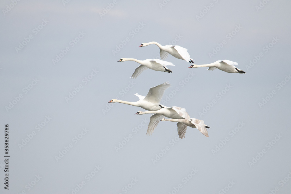 White swans fly in the sky during migration. They land down.