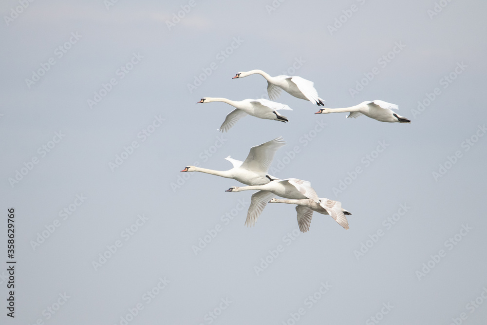 White swans fly in the sky during migration. They land down. White swans fly in the sky during migration. They land down.