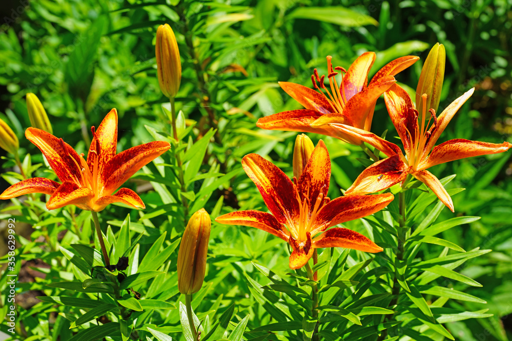 Bicolor Asiatic lily flower growing in the garden Bicolor Asiatic lily flower growing in the garden