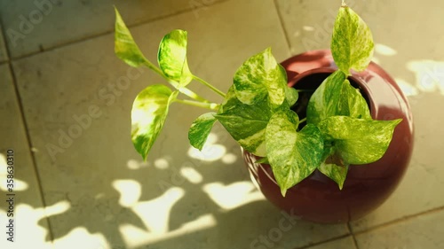 Still shot of a green leaves in a pot under the shade 4k 30fps