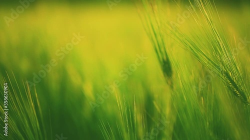 Spikelets of a wheat field move in the wind against the sunny background 