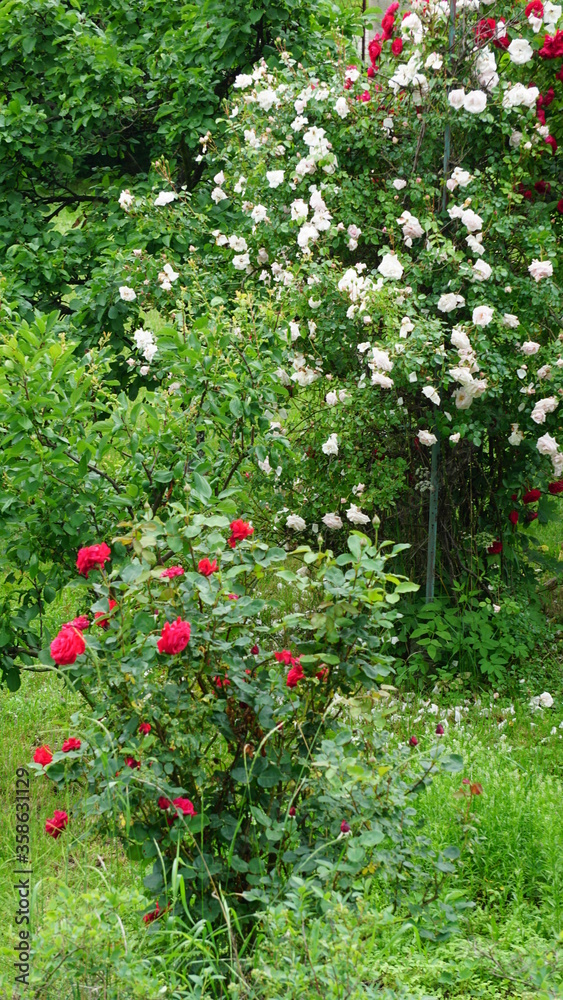 Pnącze kwiatu białej róży, krzew kwiatu czerwonej róży - obrazy, fototapety, plakaty 