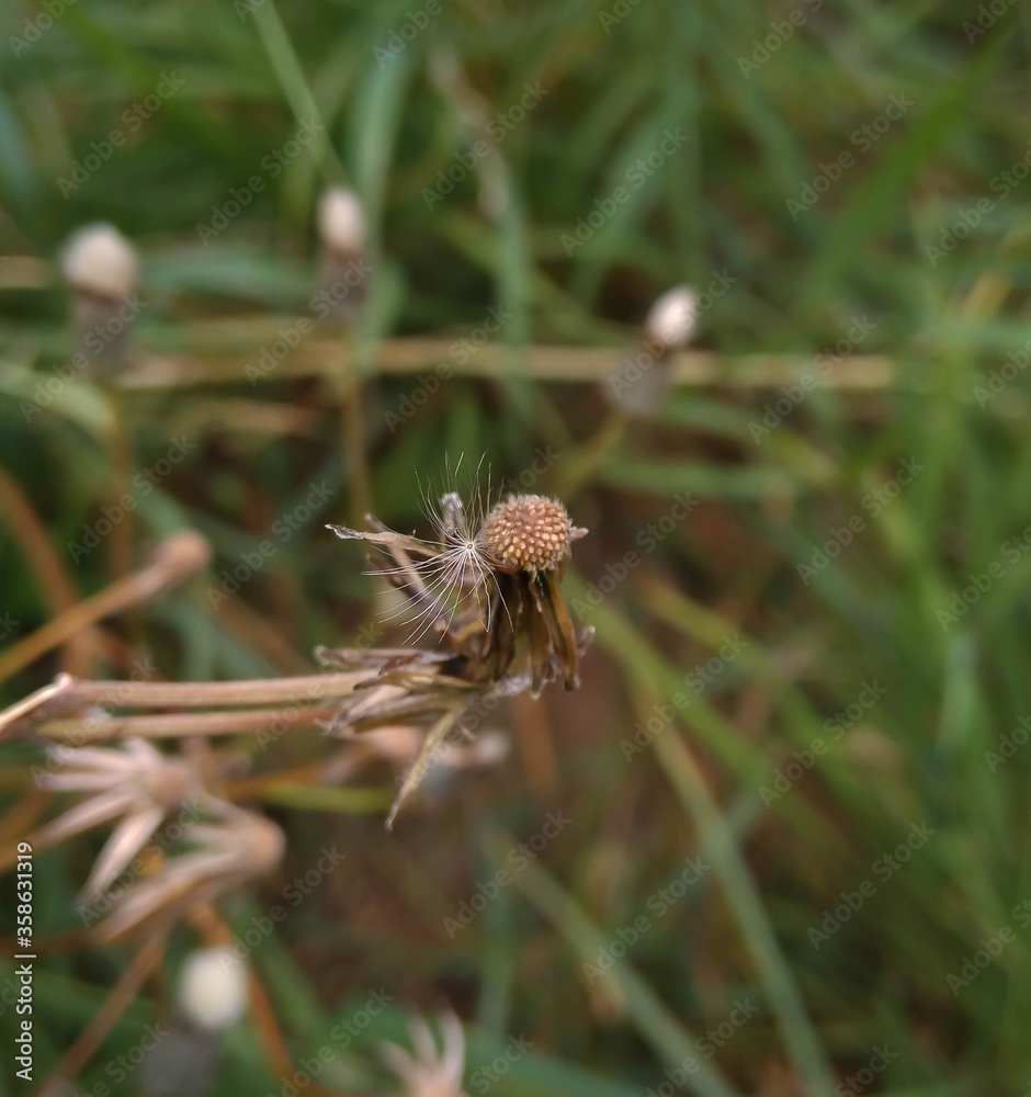 Plant dandelion with a single seed. Selection focus only on some points in the image. Plant dandelion with a single seed. Selection focus only on some points in the image.