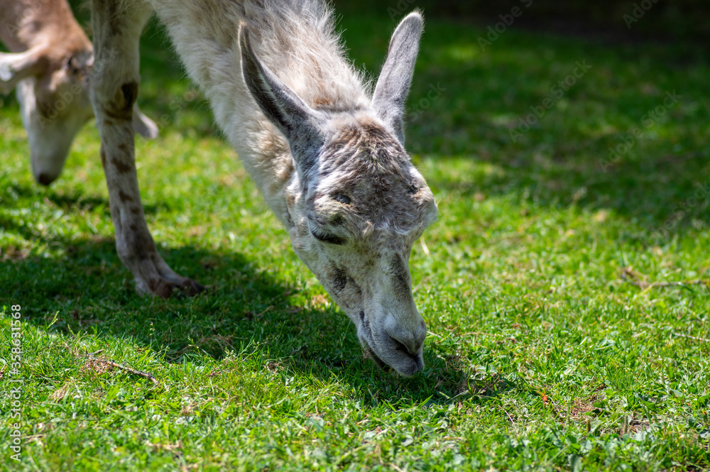 llama Lama glama portrait, beautiful hairy animal with amazing big eyes, light cream brown white color llama Lama glama portrait, beautiful hairy animal with amazing big eyes, light cream brown white color