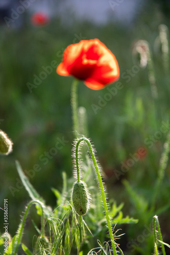 Red poppy on the lawn in the garden on a summer day.