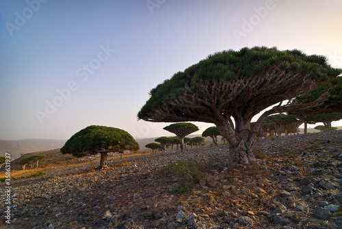 Endemic Dragon tree of Socotra Island on Yemen photo