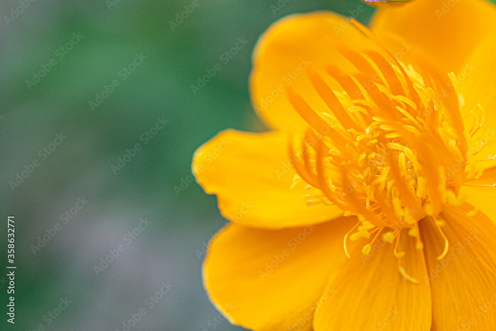 Trollblume Trollblume