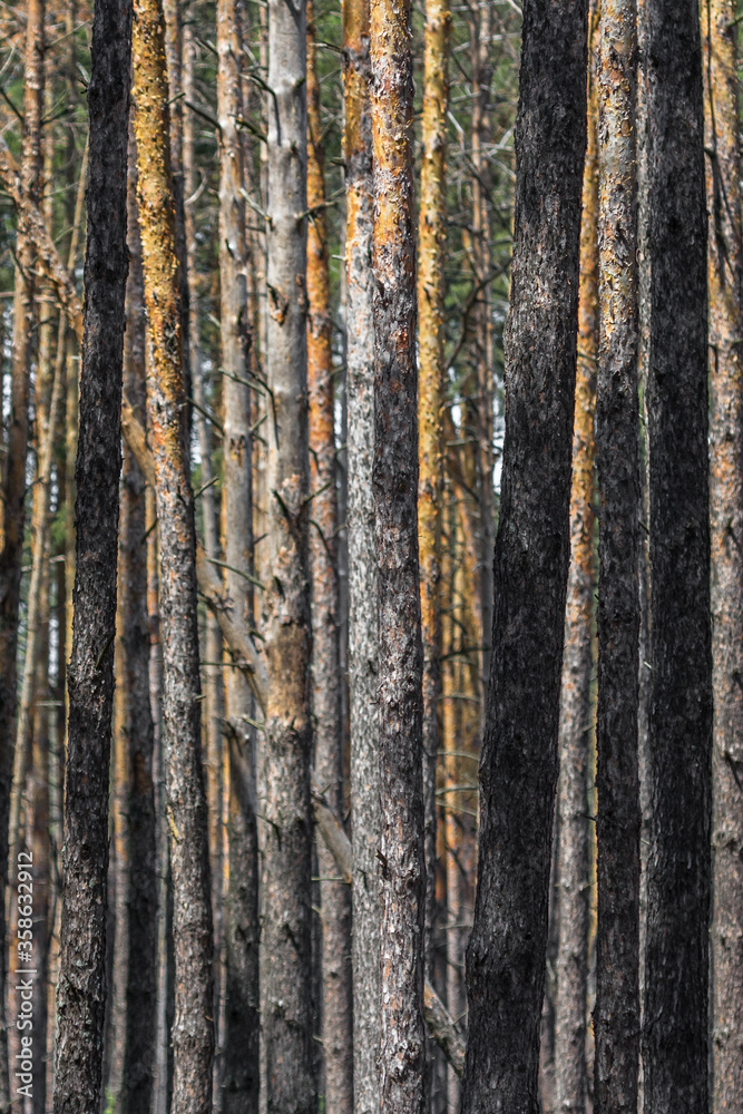 Fototapeta premium Coniferous forest. Slender trunks of pines. Vertical lines in nature. Pine forest. Wood background. Screensaver on the theme of nature. Parallel lines. Texture of tree bark. Geometry in nature.