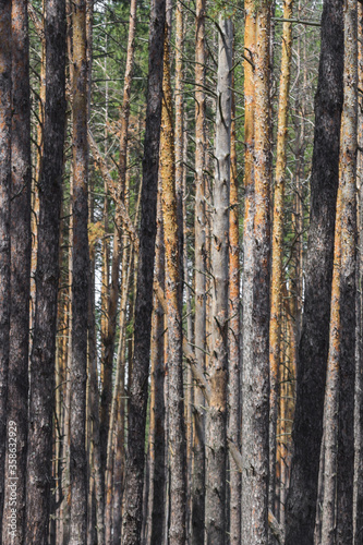 Coniferous forest. Slender trunks of pines. Vertical lines in nature. Pine forest. Wood background. Screensaver on the theme of nature. Parallel lines. Texture of tree bark. Geometry in nature.