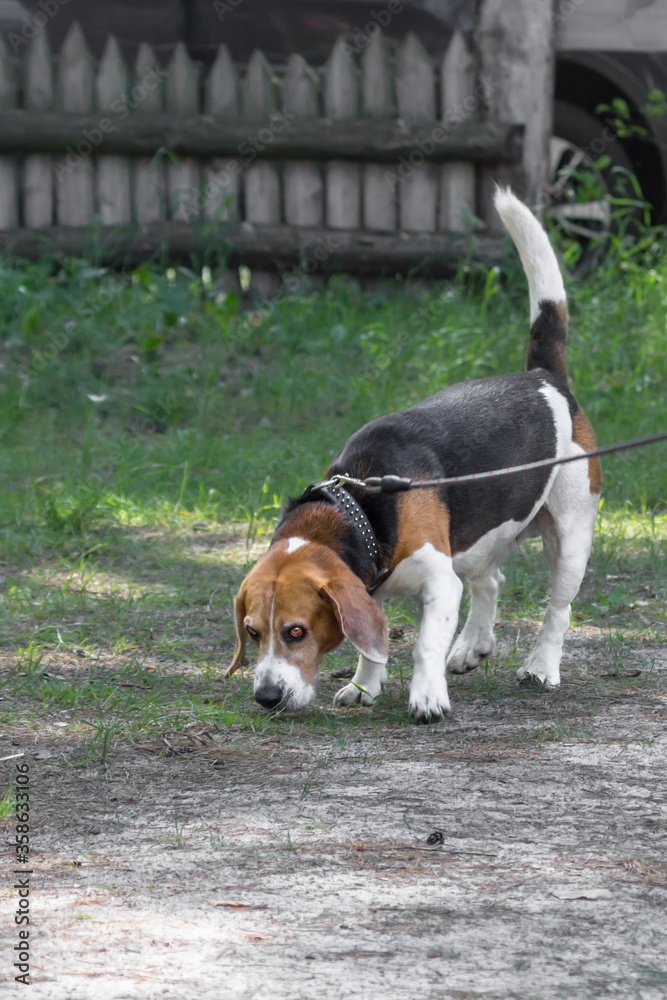 Loving breed of dogs. Balanced pet for a walk. Beagle dog on a leash. Good animal. Dog walking rules. Three-color coat of dogs. Calm puppy. Dog's sense of smell.