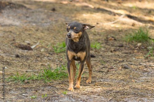 Brown chihuahua. Small dog with a Doberman color. Pocket dog. Pet for apartment and family. Four-legged friend. Chihuahua care. Walk with your pet.