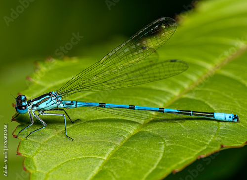 close-up view of a small damselfly in natural habitat