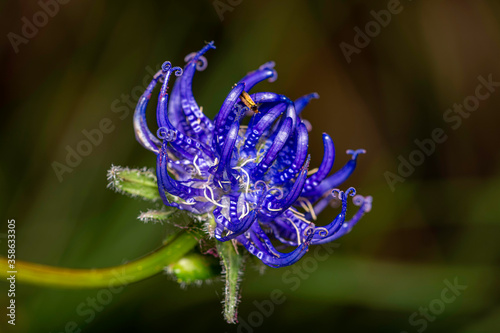 close-up of a blossom of  round-headed rampion or devils claw - Phyteuma orbiculare  photo