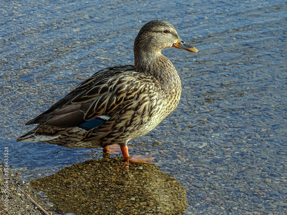 close-up view of a duck in natrual environment close-up view of a duck in natrual environment
