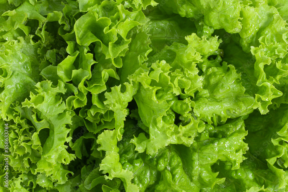 fresh salad lettuce background. Healthly food background fresh salad lettuce background. Healthly food background
