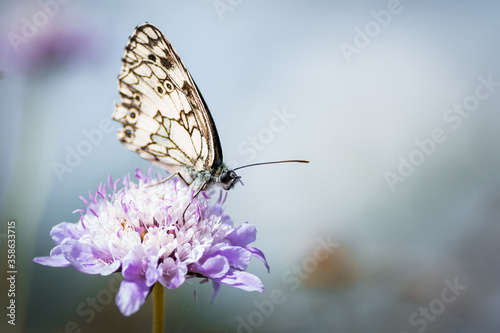 Papillon sur fleur - Occitanie - France
