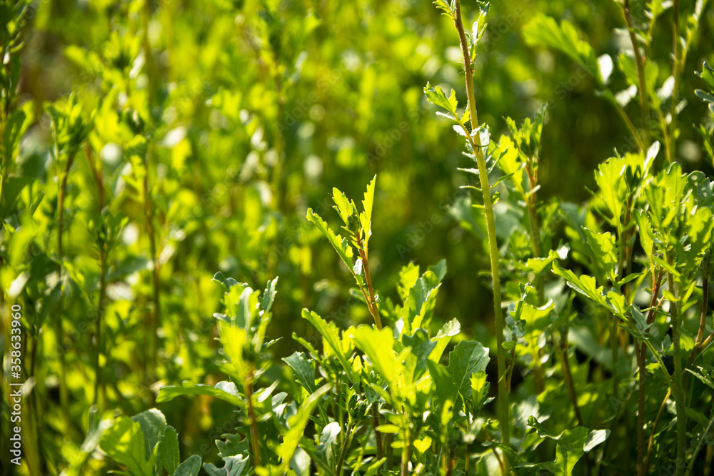 Arugula ripening on a garden bed on a sunny morning. Arugula ripening on a garden bed on a sunny morning.