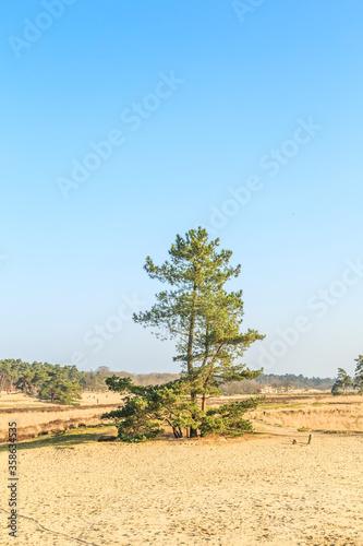 De Loonse en Drunense Duinen form one of the largest living sand drifts of Europe with special flora and fauna and groups high pine trees standing on exposed tree roots