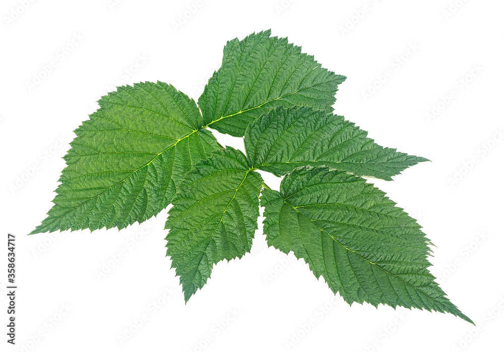 Raspberry branch with green leaves isolated on a white background Raspberry branch with green leaves isolated on a white background
