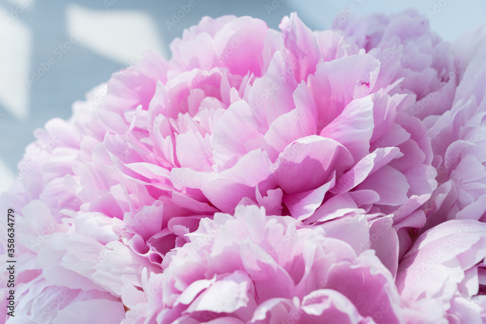 Light shines on gentle petals of delicate pink peony bud in big bouquet. Celebration concept. Greeting card for birthday, valentines day, womans day, anniversary. Light shines on gentle petals of delicate pink peony bud in big bouquet. Celebration concept. Greeting card for birthday, valentines day, womans day, anniversary.