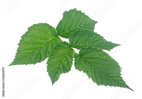 Raspberry branch with green leaves isolated on a white background