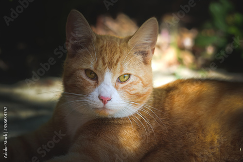 Portrait of a cat in the sun