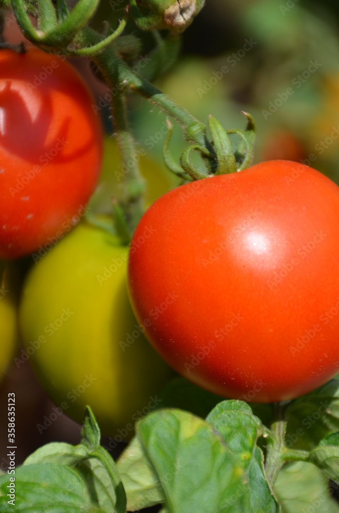 Tomaten