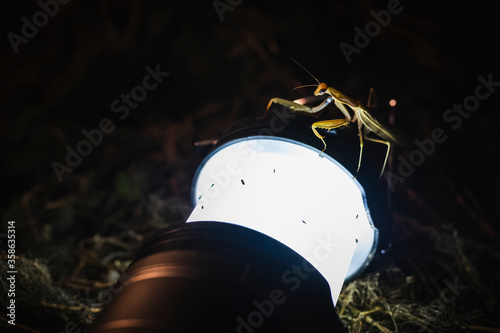 praying mantis hunts for insects near light source