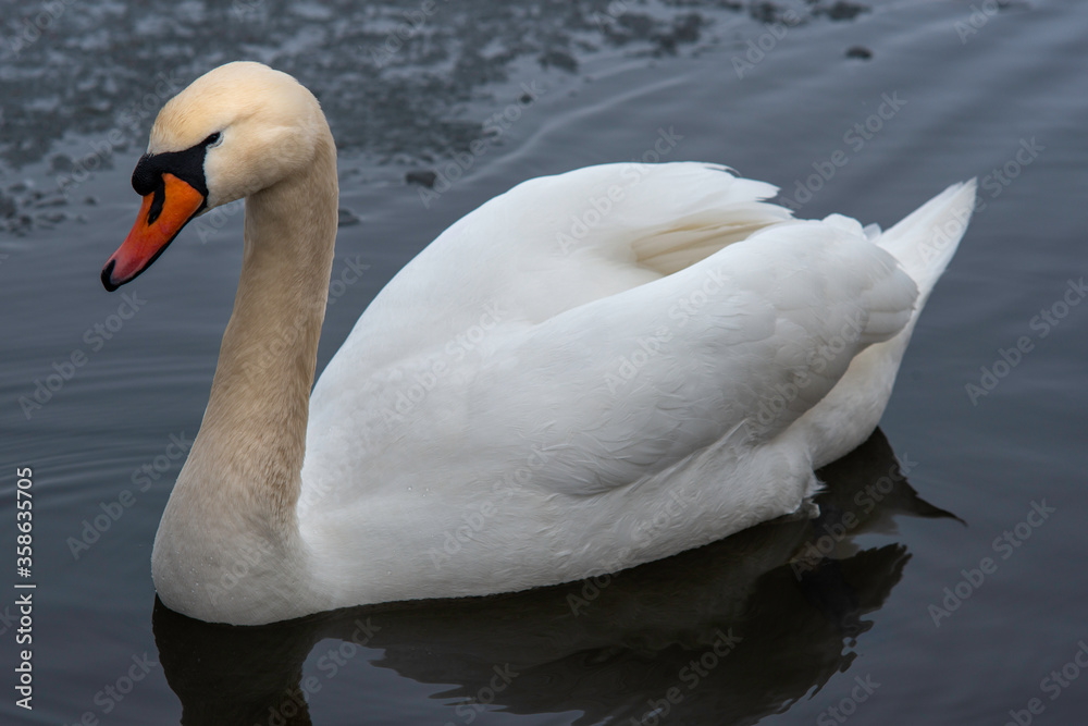 Obraz premium Swan - cygnus olor